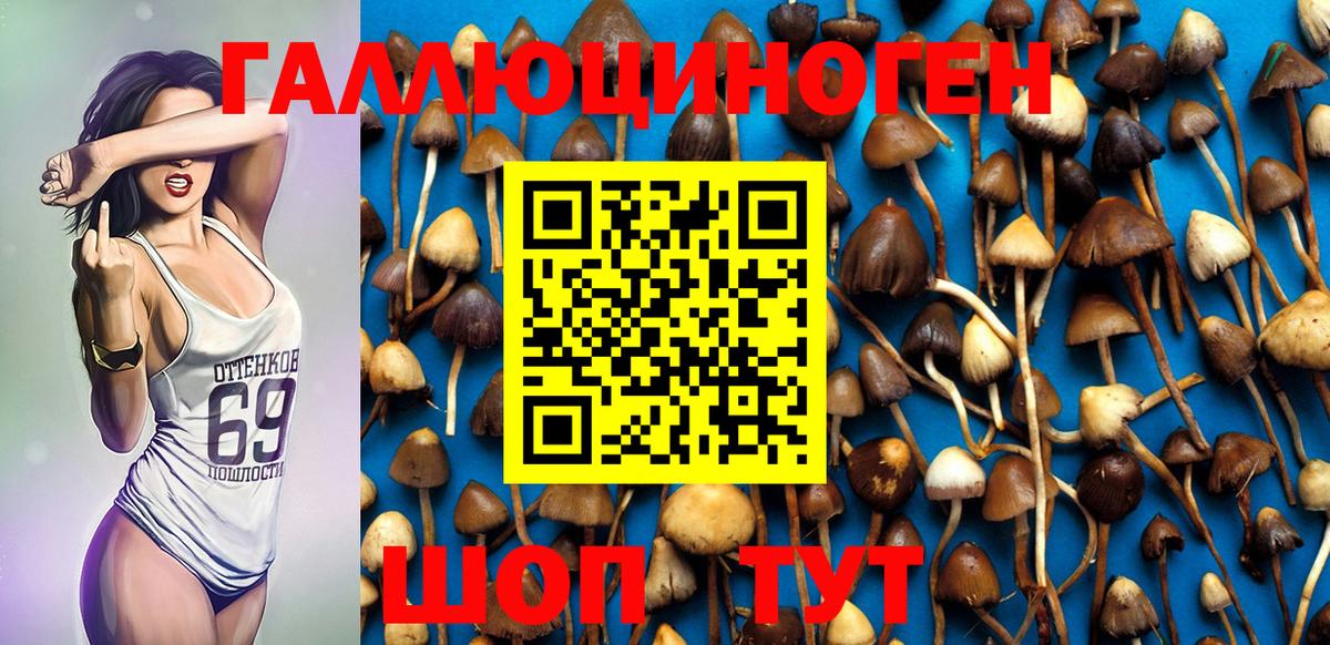 Псилоцибиновые грибы Cubensis Гусиноозёрск